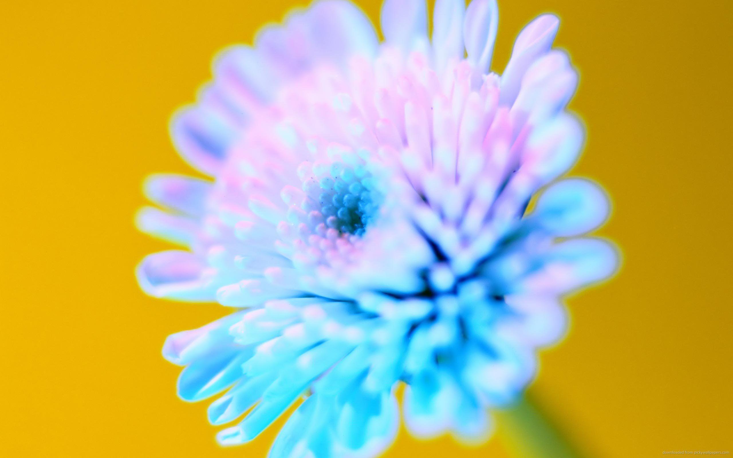 Download 2560x1600 Bright Blue Flower Wallpaper