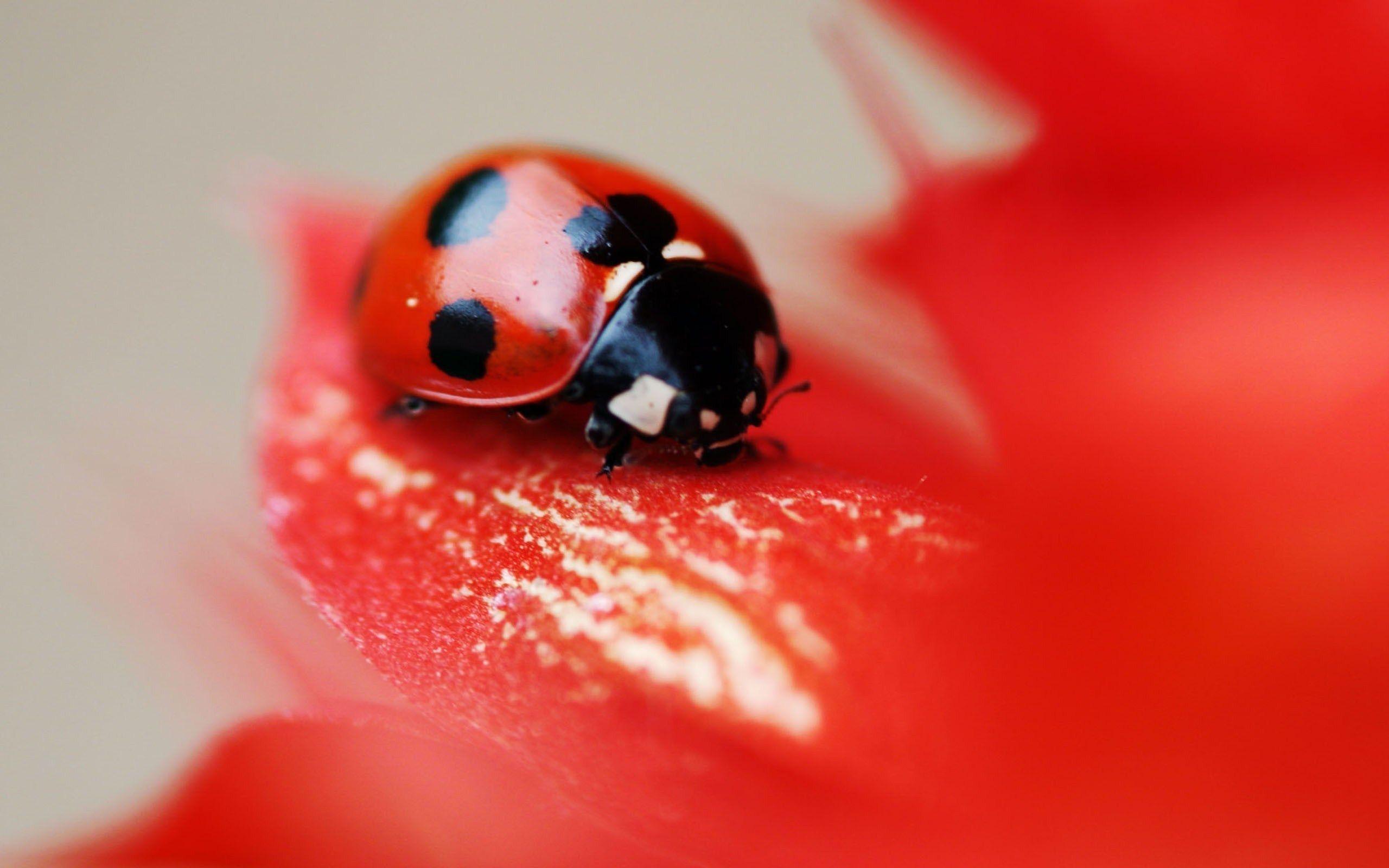 Red Petals Ladybug Insect Flower Focus HD Wallpaper