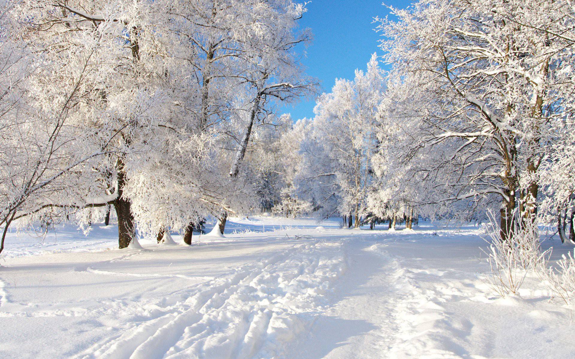 winter background / Wallpaper Winter 383 high quality Background