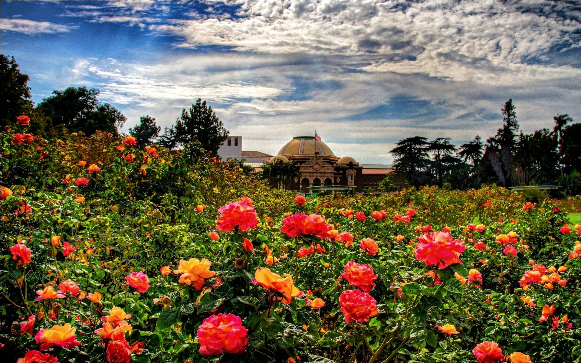 Wallpaper For > Rose Garden Wallpaper Desktop