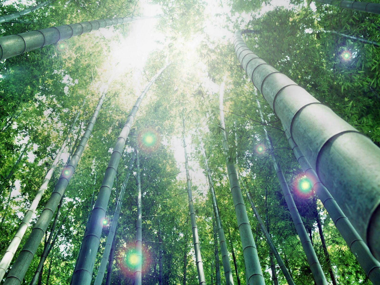 Windows 7 Background Bamboo Forest Computer Background Wallpaper