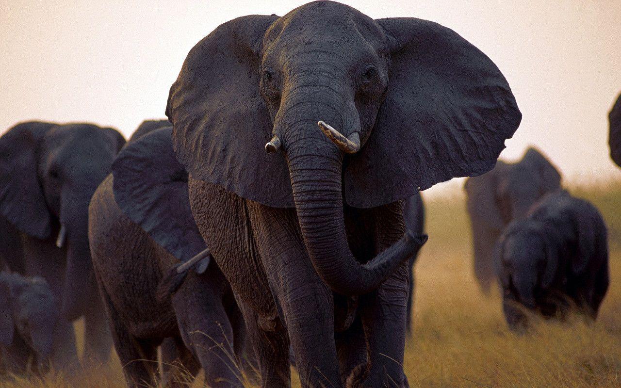Matriarch of a herd of African elephants walks ahead of the herd