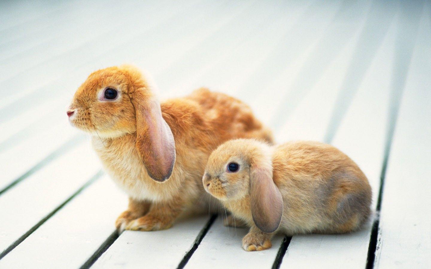 Cute Bunny Wallpaper Image & Picture