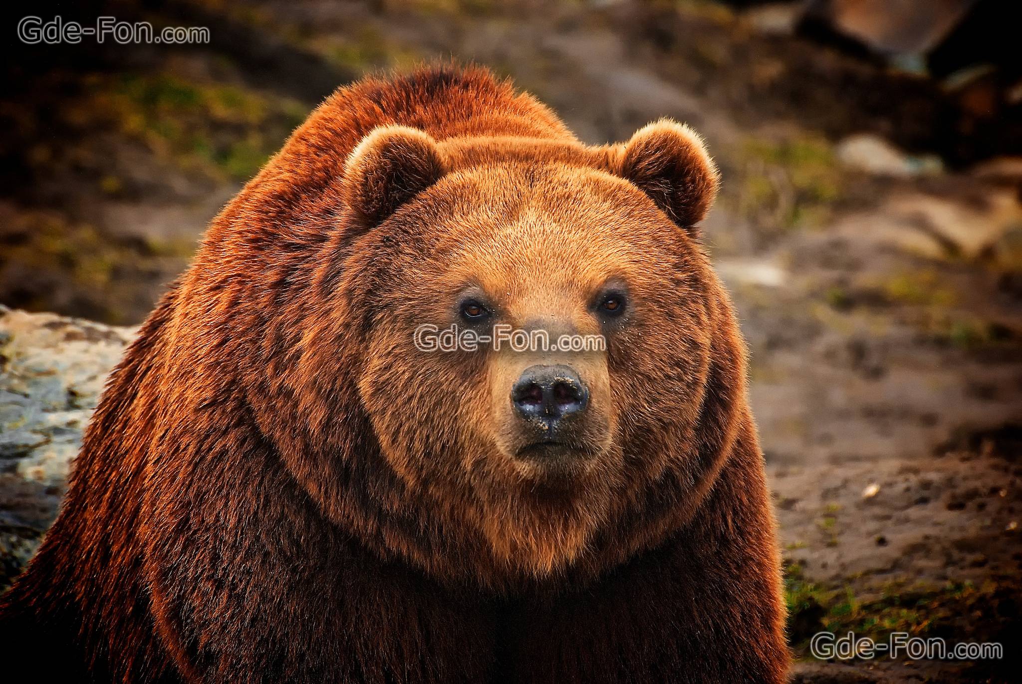 Download wallpaper Kamchatka, Brown, bear, Kamchatka free desktop