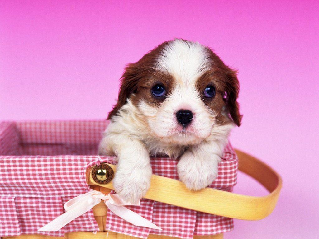 Wallpaper For > Cute Pink Puppies Wallpaper
