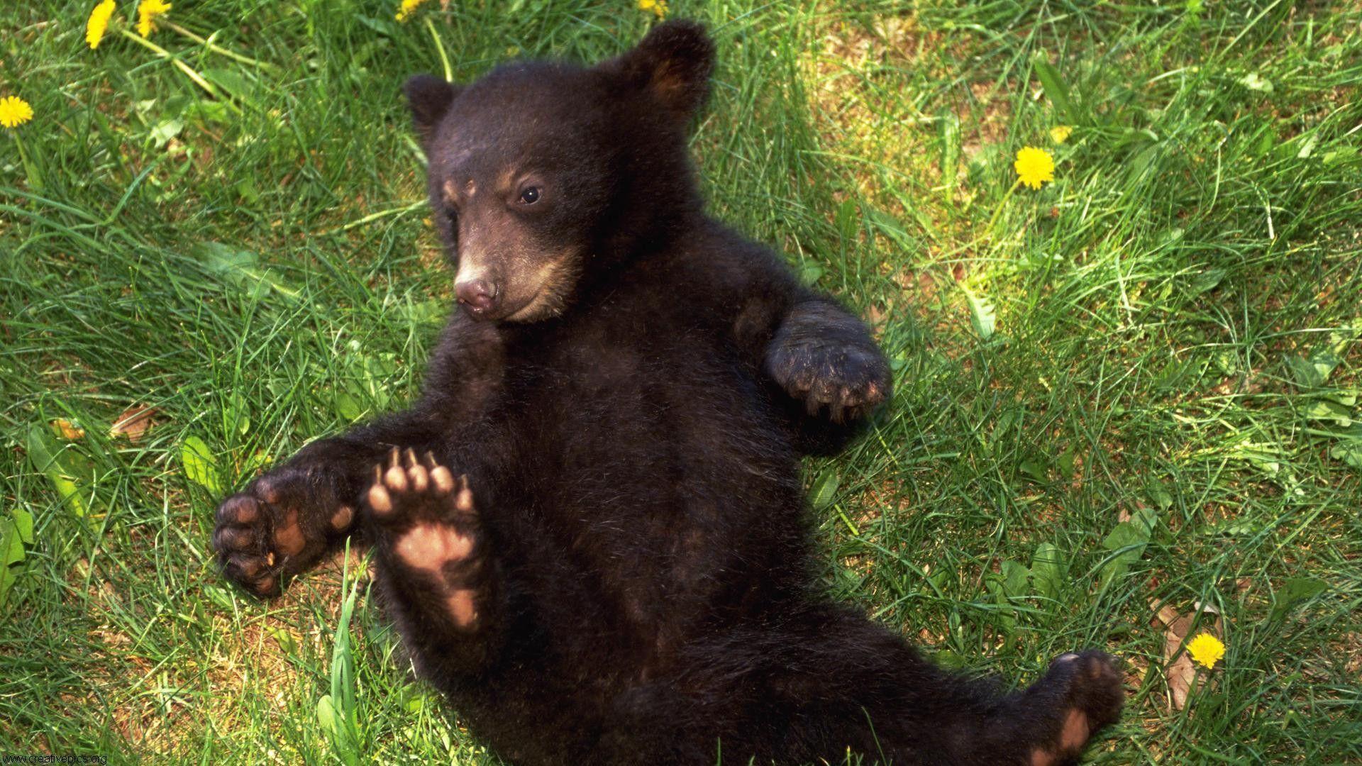 image For > Cute Black Bear Cubs