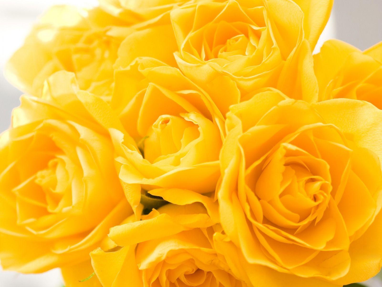 Flowers For > Yellow Roses Flowers Wallpaper