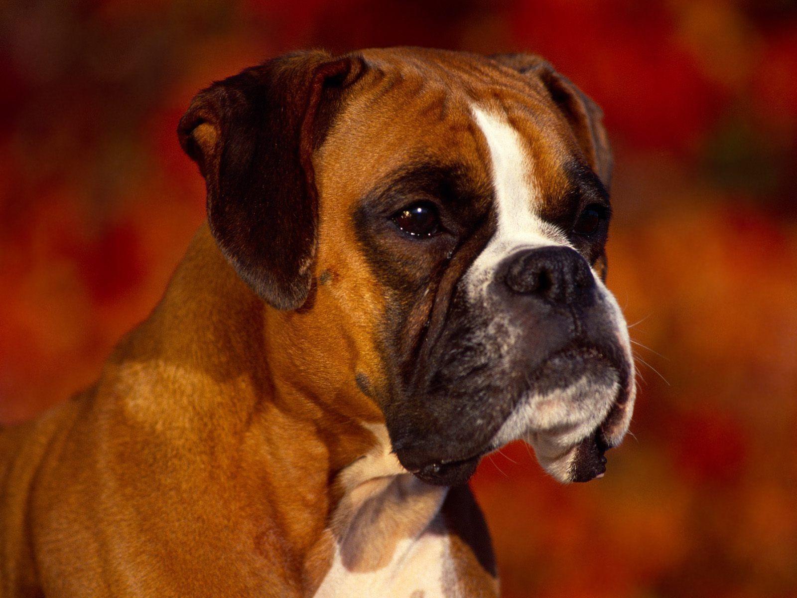 Boxer Dog Head Portrait Free and Wallpaper