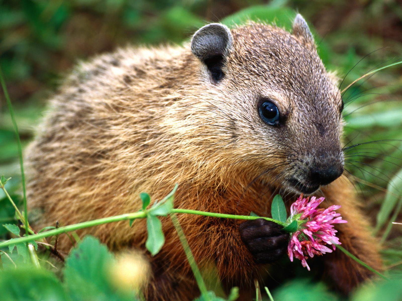 Woodchuck Marmota monax groundhog free desktop background