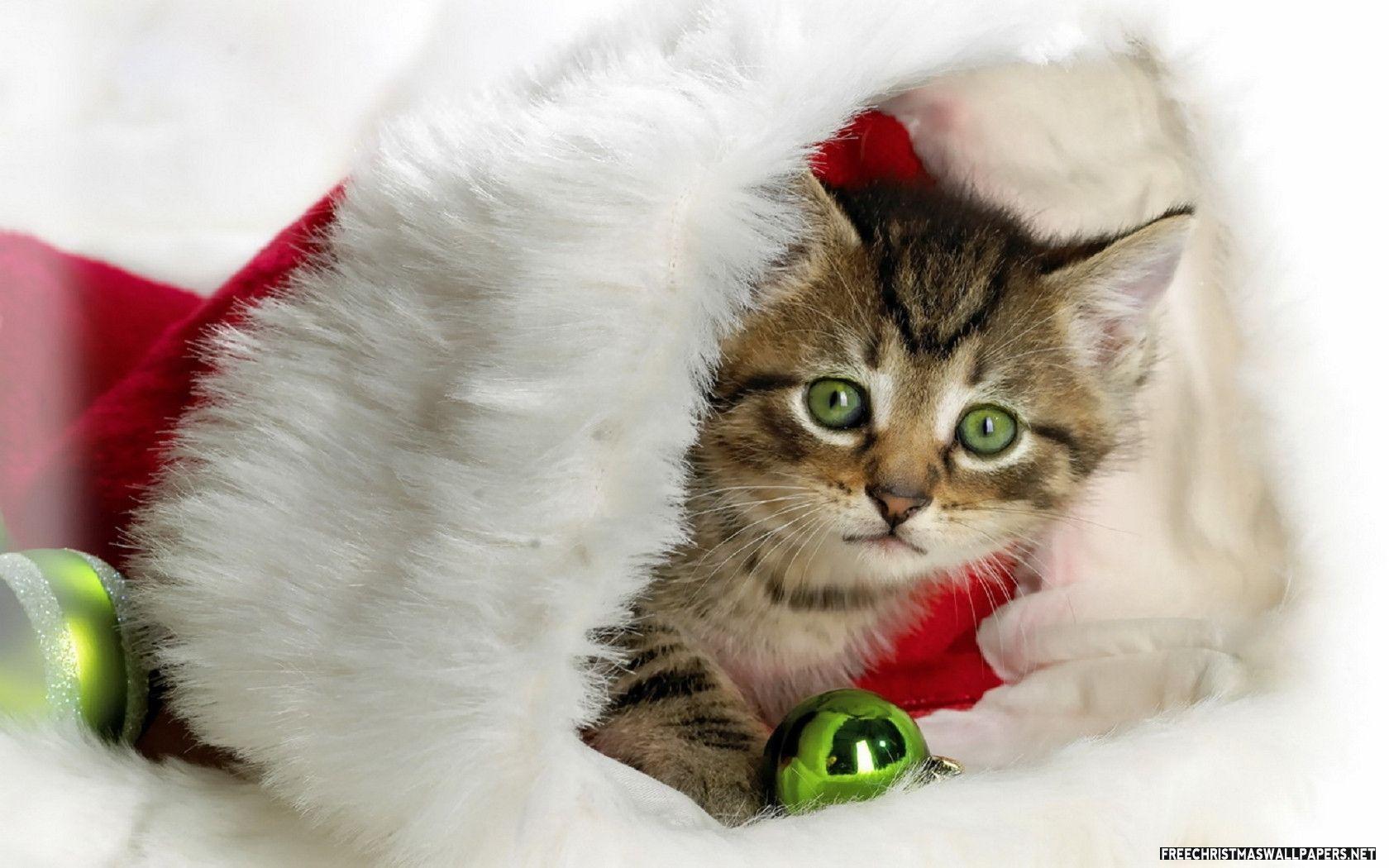 Cute Christmas Kitty Wallpaper