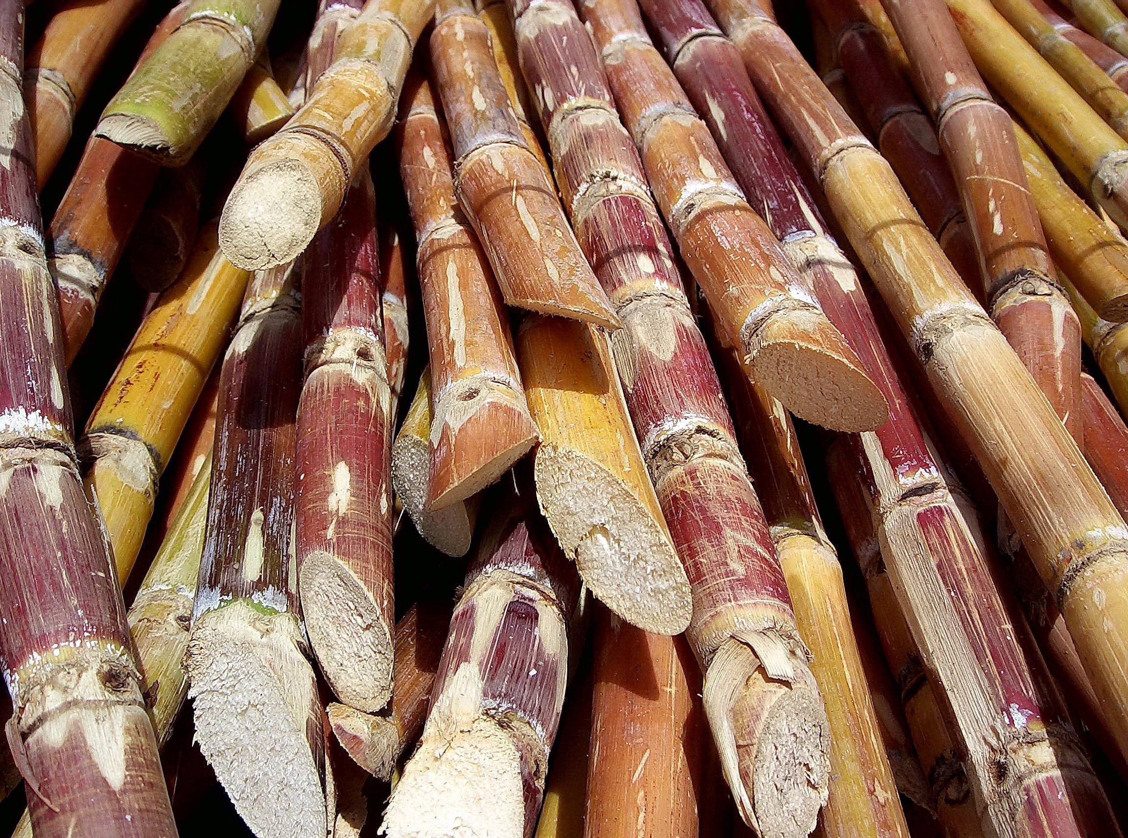 Environmental Challenges of the RP / Sugarcane pulp as paper