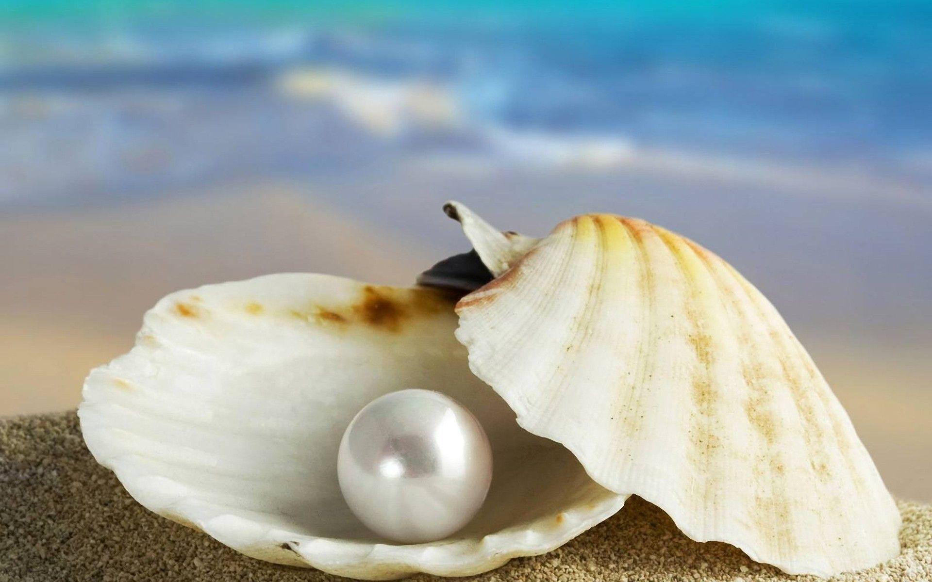 Seashells On The Beach Wallpaper