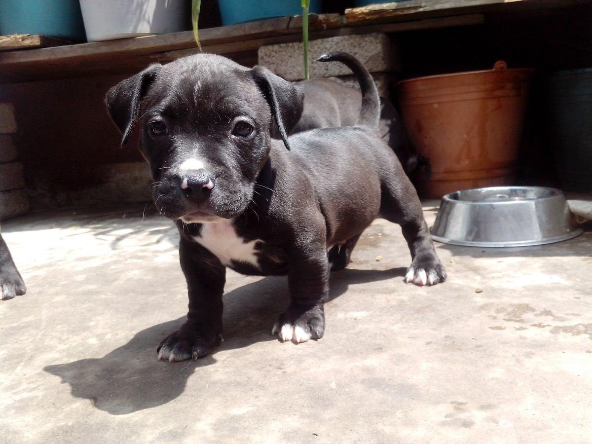 American Pitbull Terrier (id: 49671)