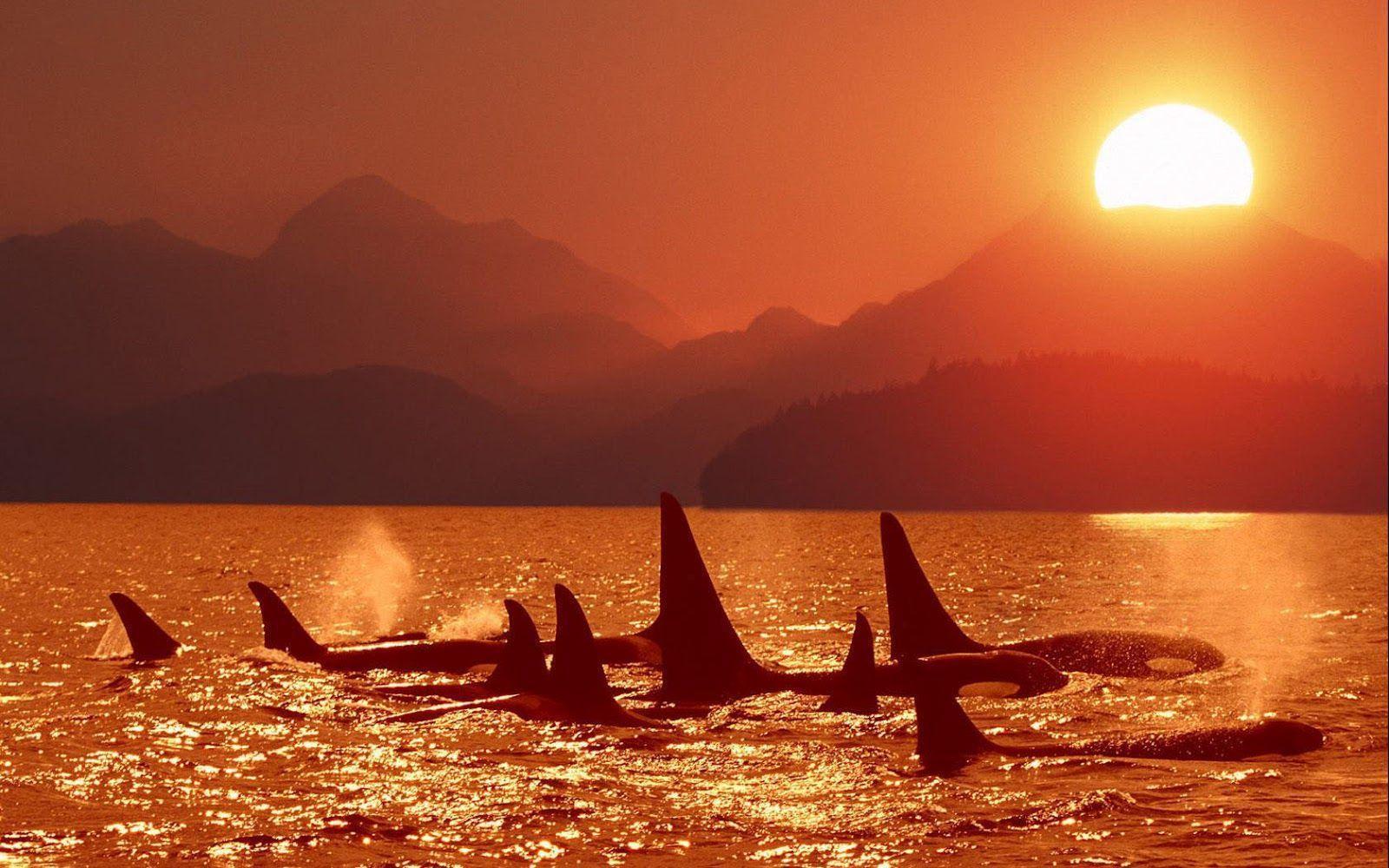 Killer Whales Wallpaper Image & Picture