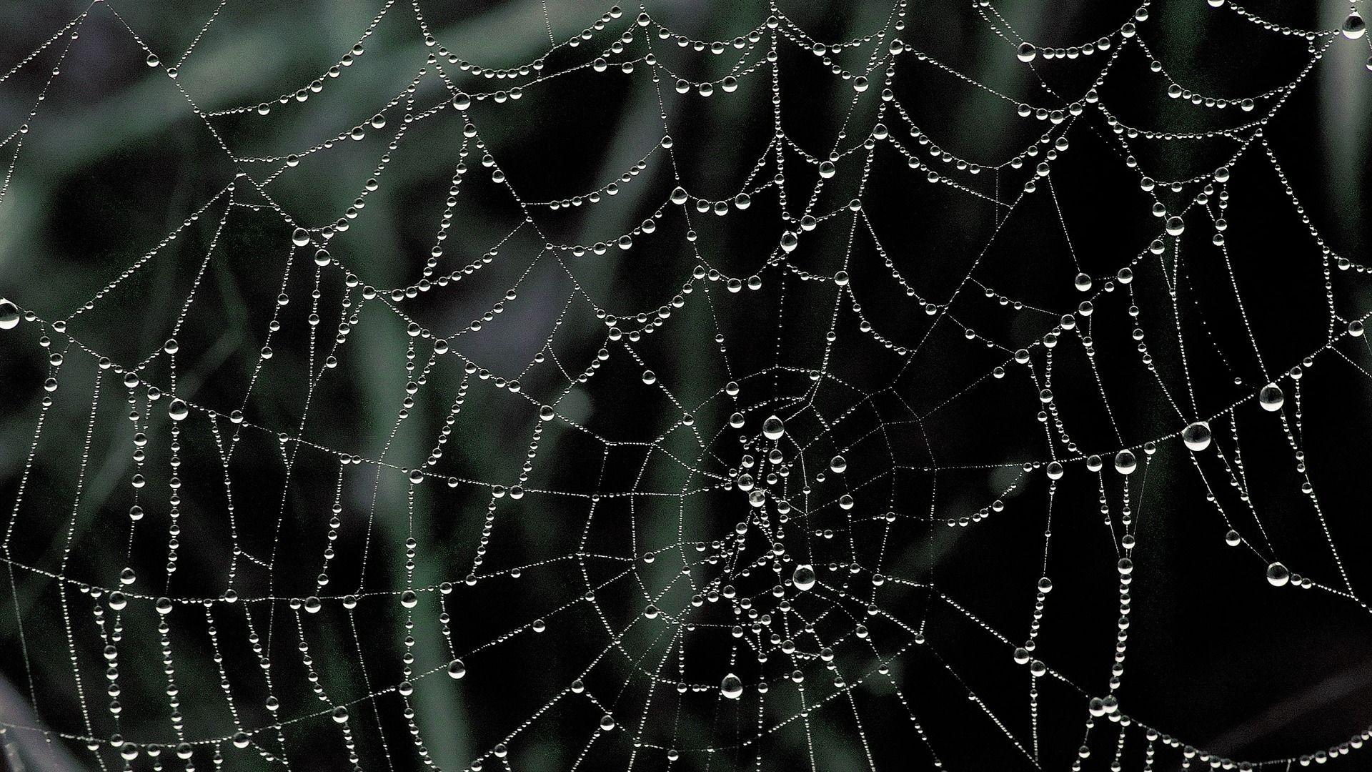 Dew Covered Spider Web Nature Landscape Wallpaper Selected