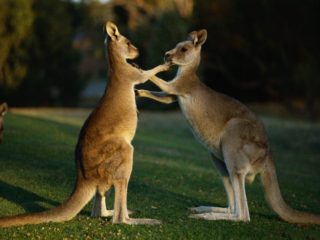Animal Kangaroos wallpaper