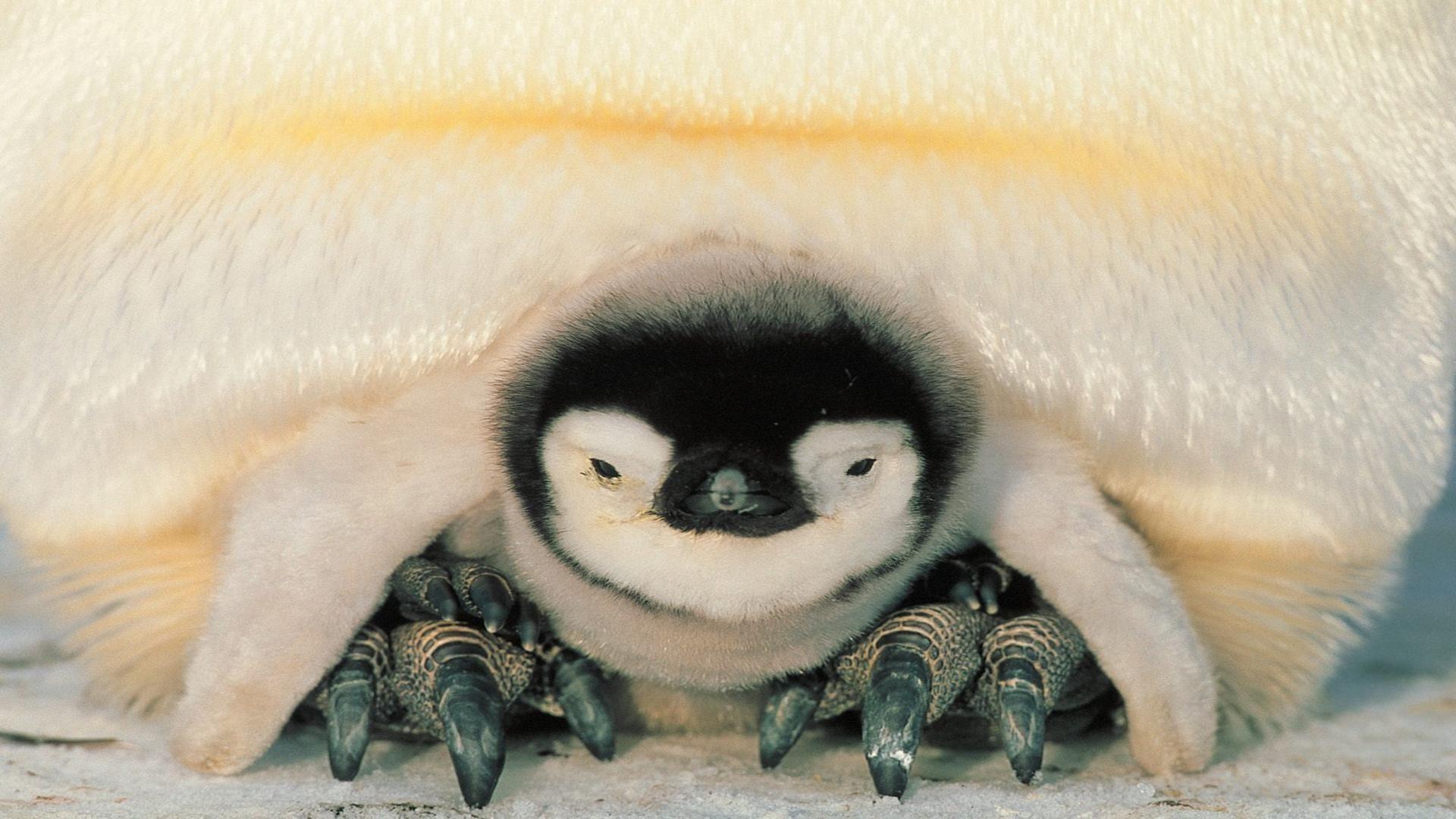 Safe harbor emperor penguins weddell sea Antarctica free desktop
