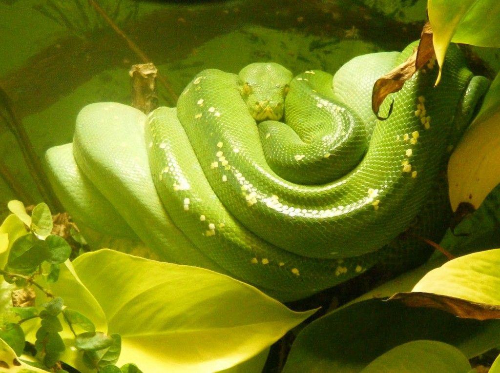 Cool Green Snake Wallpaper HD Desktop Wallpaper