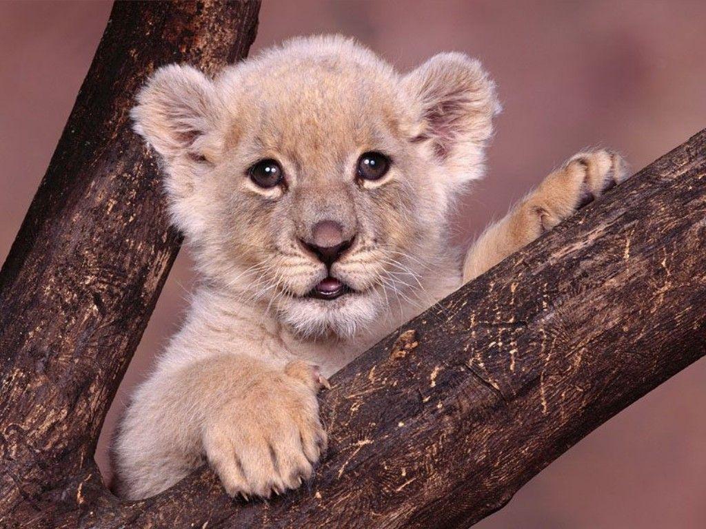 Lion Cub Cubs Wallpaper