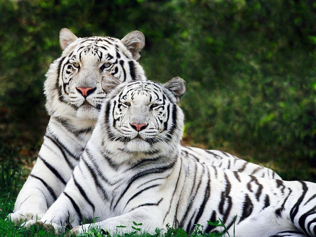 White Bengal Tiger Wallpaper. Free Desk Wallpaper
