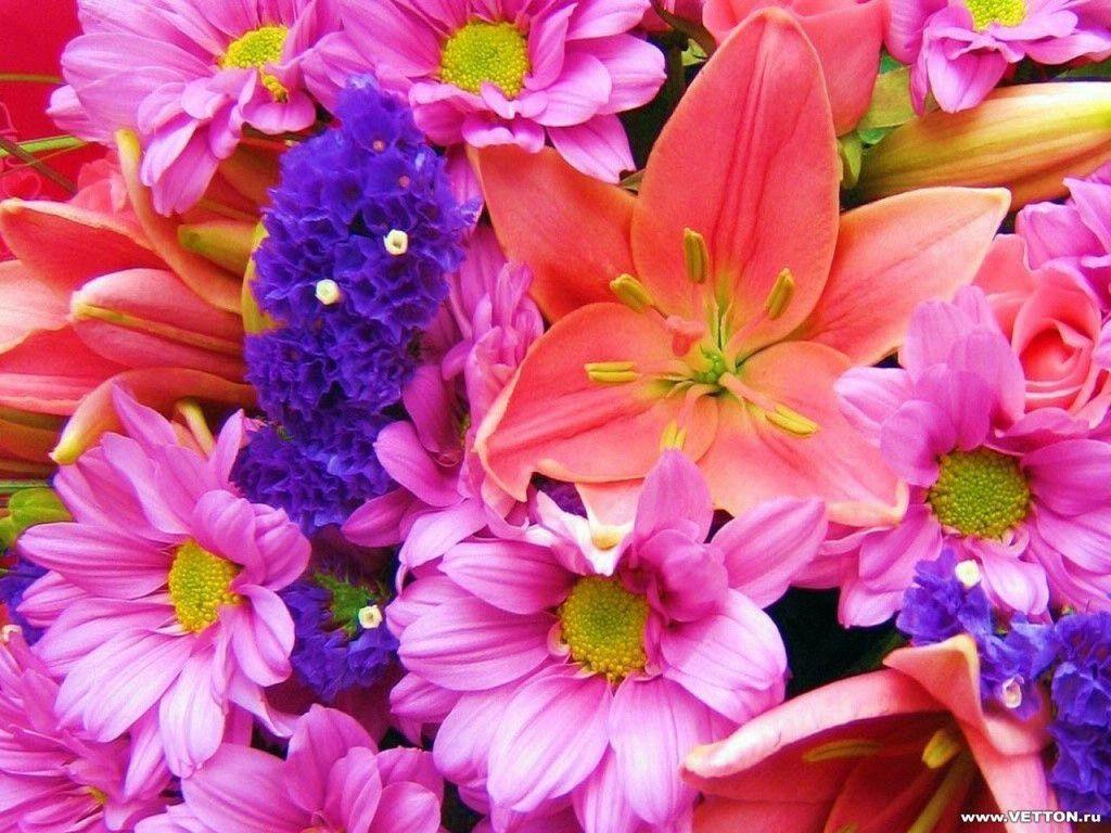 Colorful bouquet nature wallpaper resolution Earth