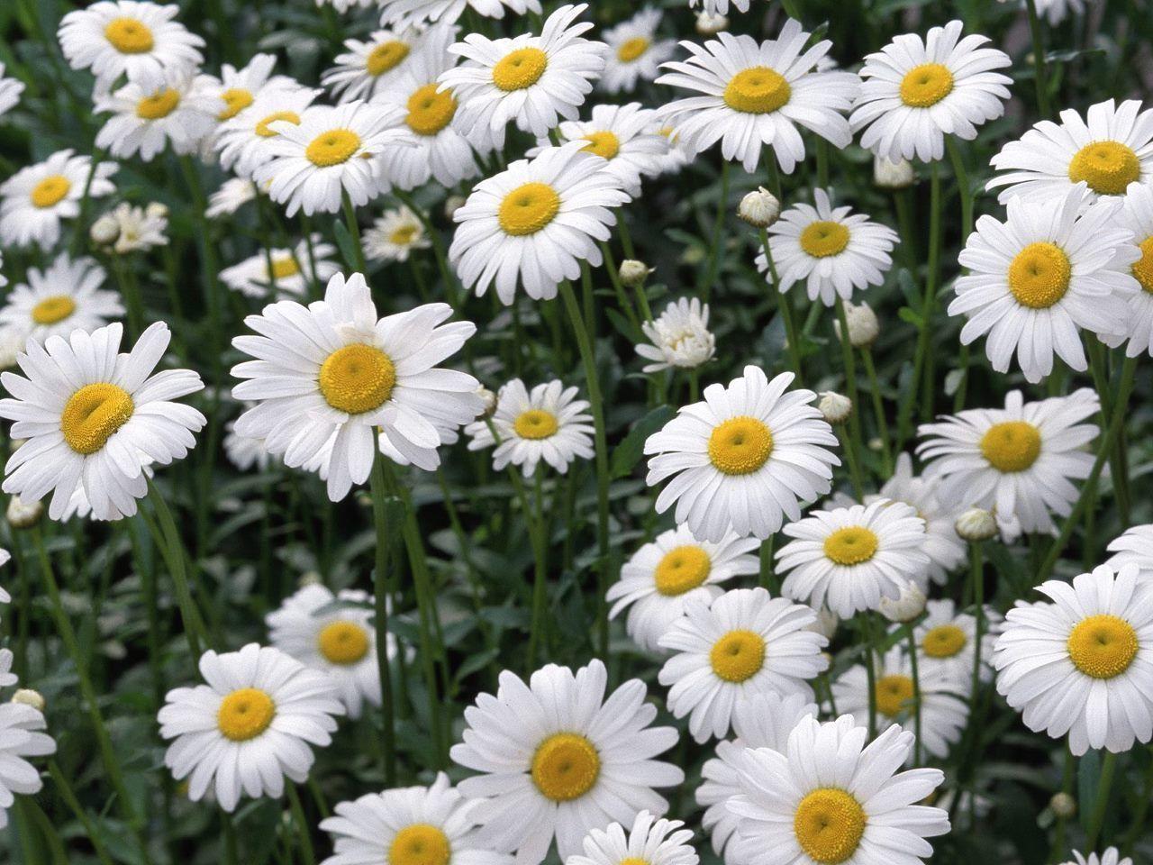Wallpaper For > Daisy iPhone Background
