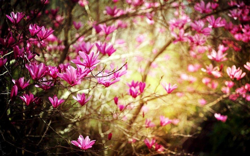 Download Free Spring Wallpaper. coolstyle wallpaper