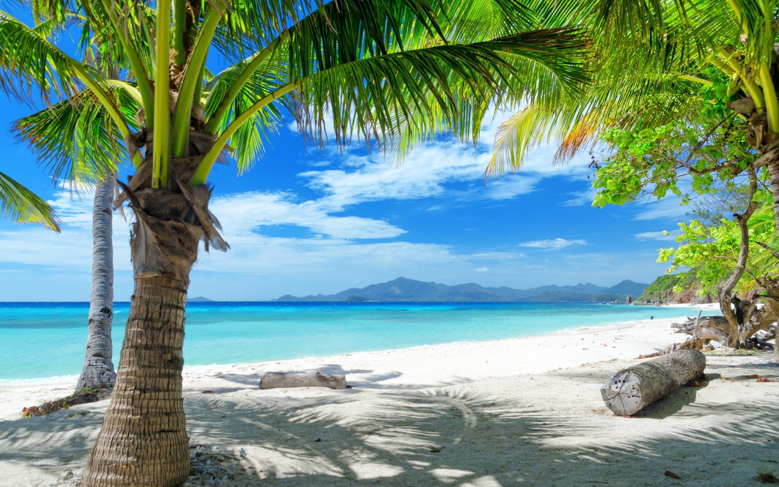 Tempting ocean beach with palm trees HD Desktop Wallpaper. HD