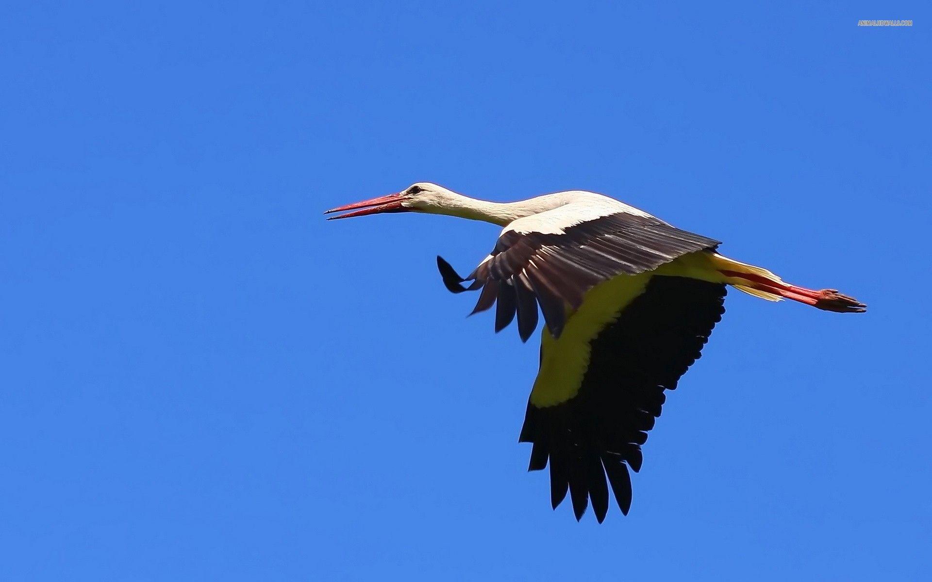 Stork Wallpapers - Wallpaper Cave