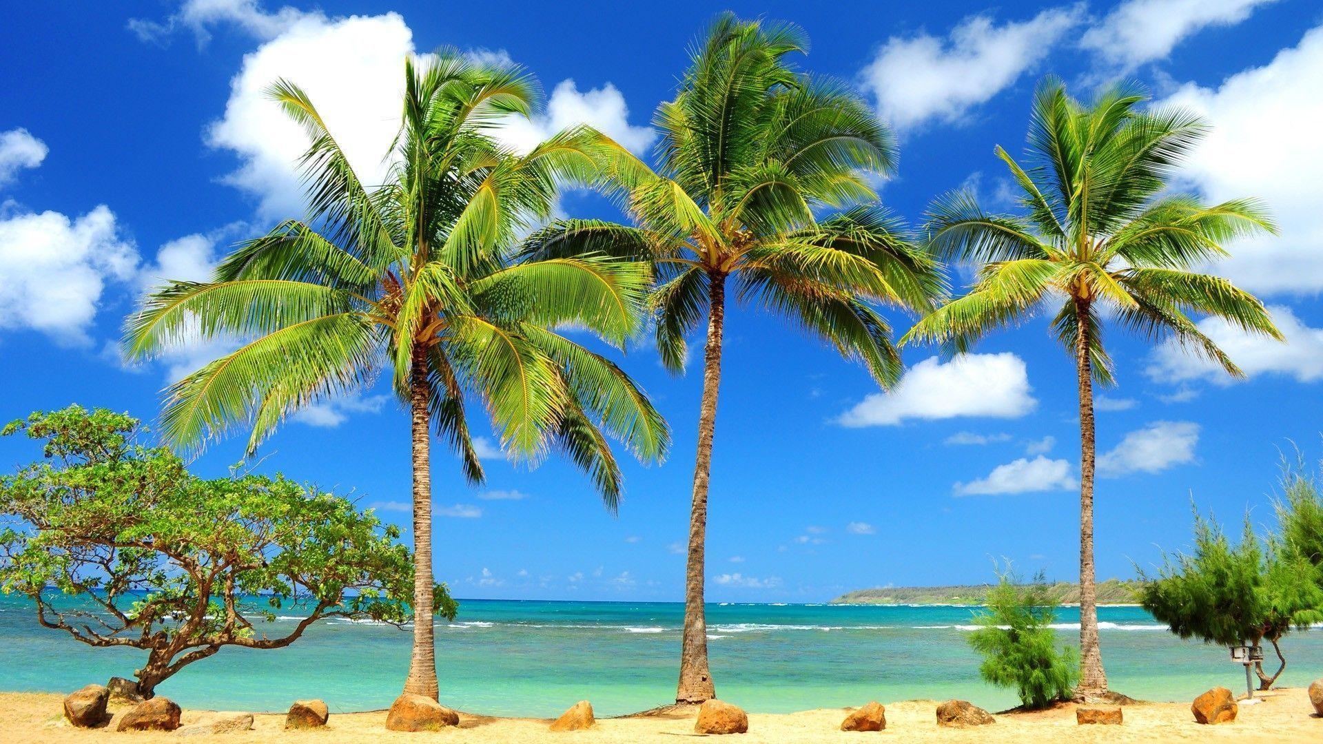 Palms in Kauai, Hawaii wallpaper #