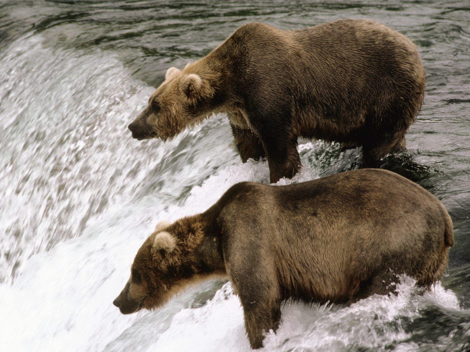 Brown Bear Wallpaper Bears Animals
