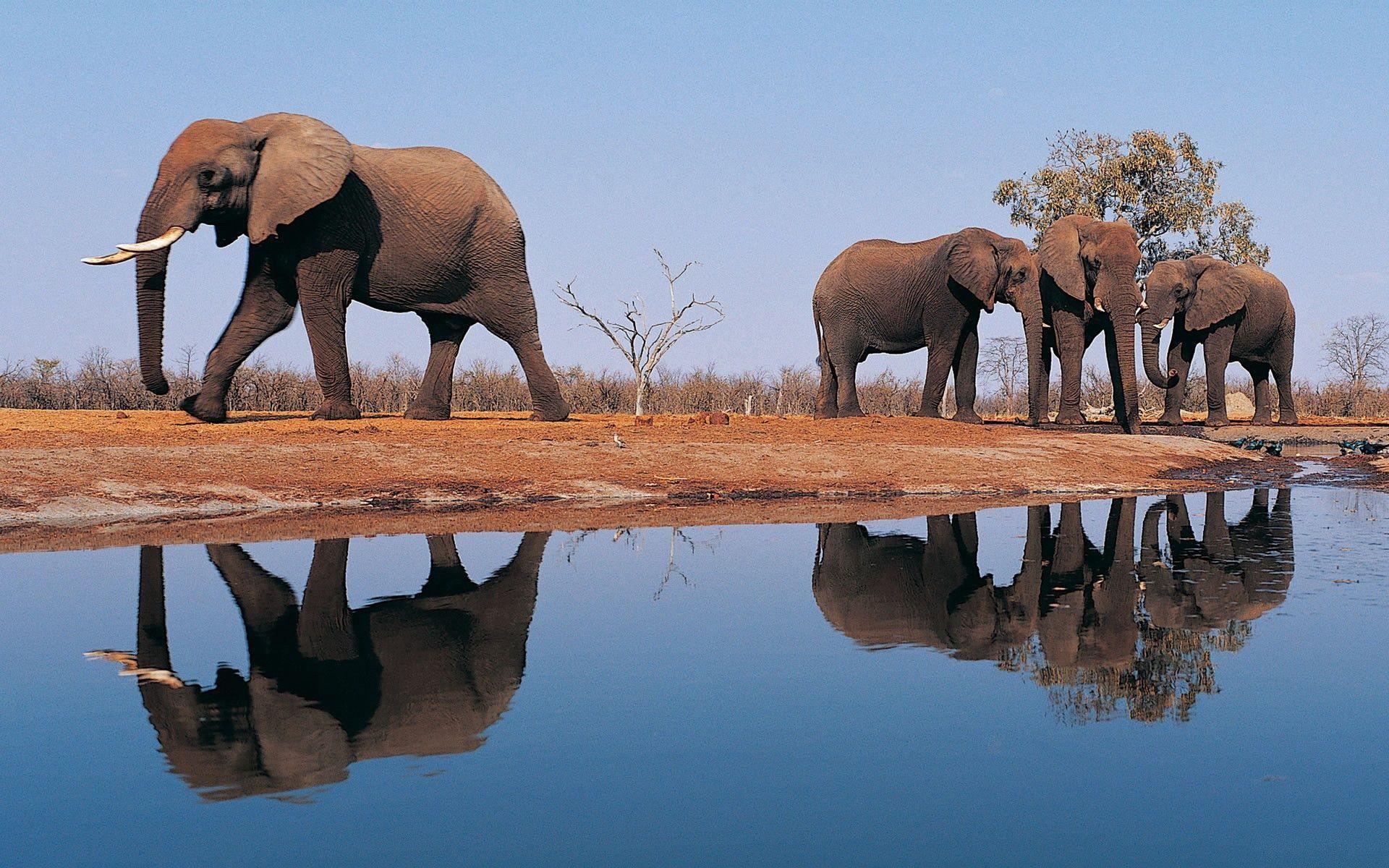 Wallpaper For > African Elephant Wallpaper Desktop