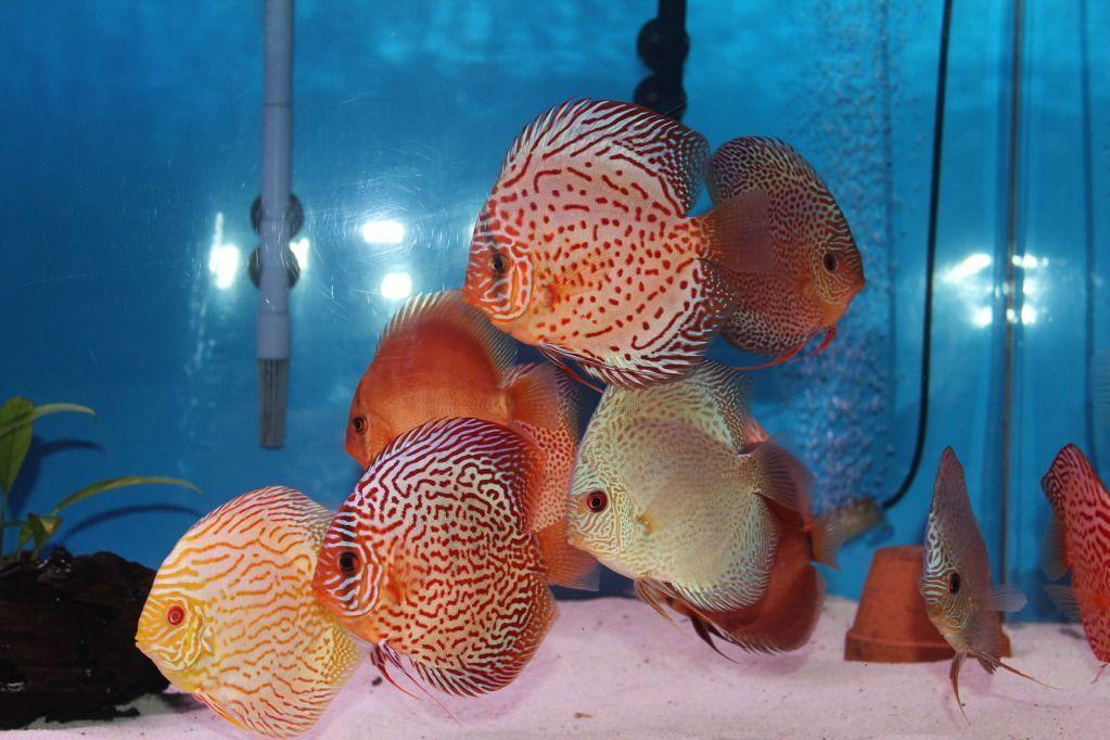 More pics of Kenny&;s discus