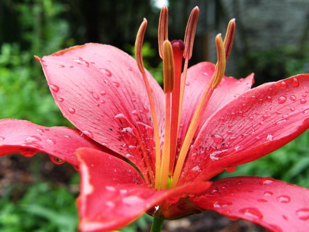 image For > Pink Tiger Lily Wallpaper