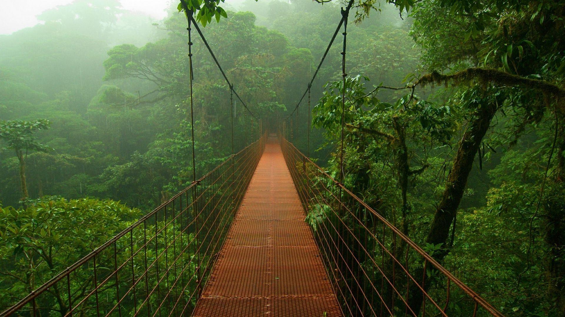 Suspended bridge in the jungle Wallpaper #