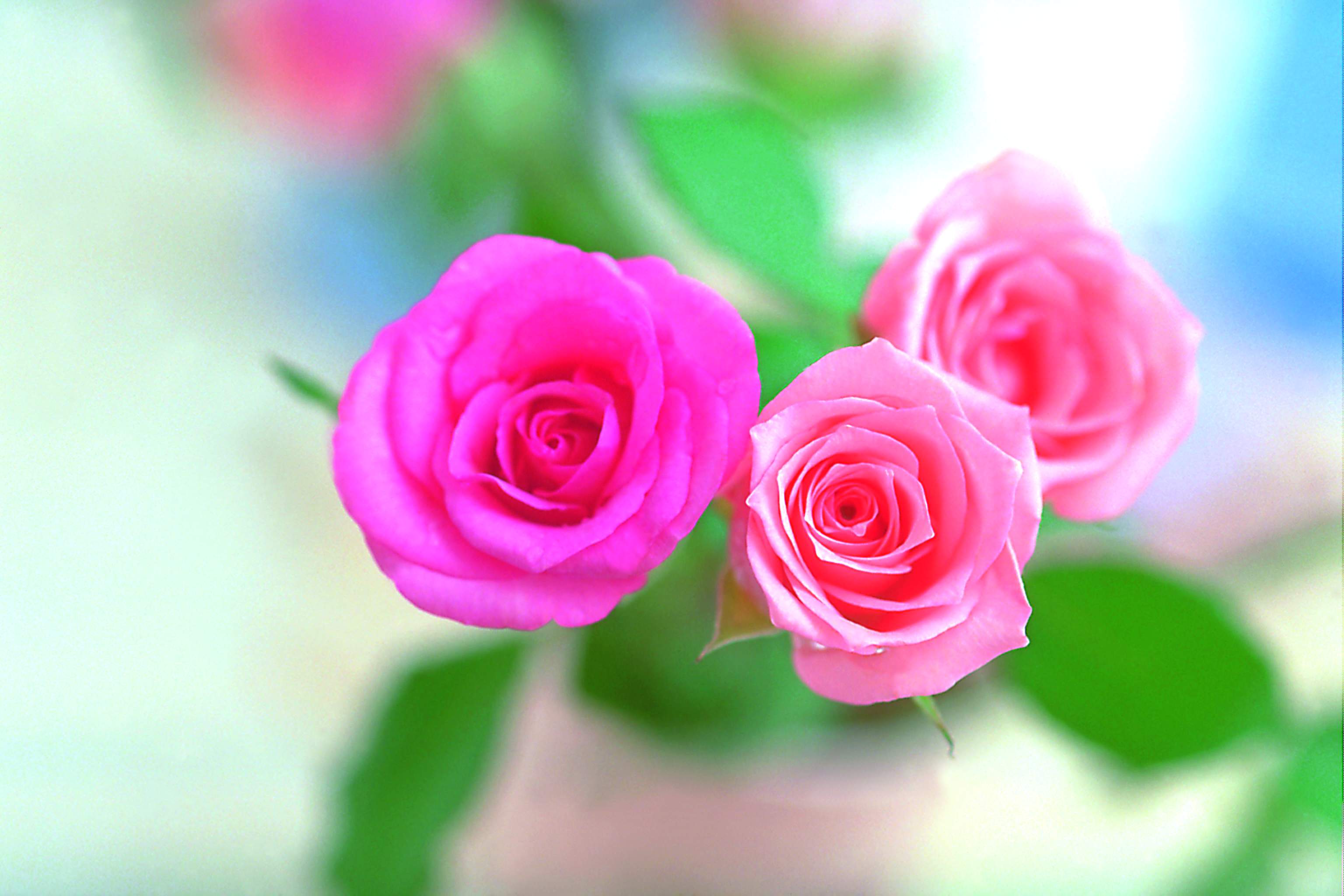 Pink Rose Flowers Wallpaper HD Background Wallpaper