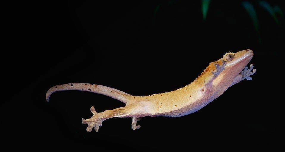 Pix For > Crested Gecko Wallpaper
