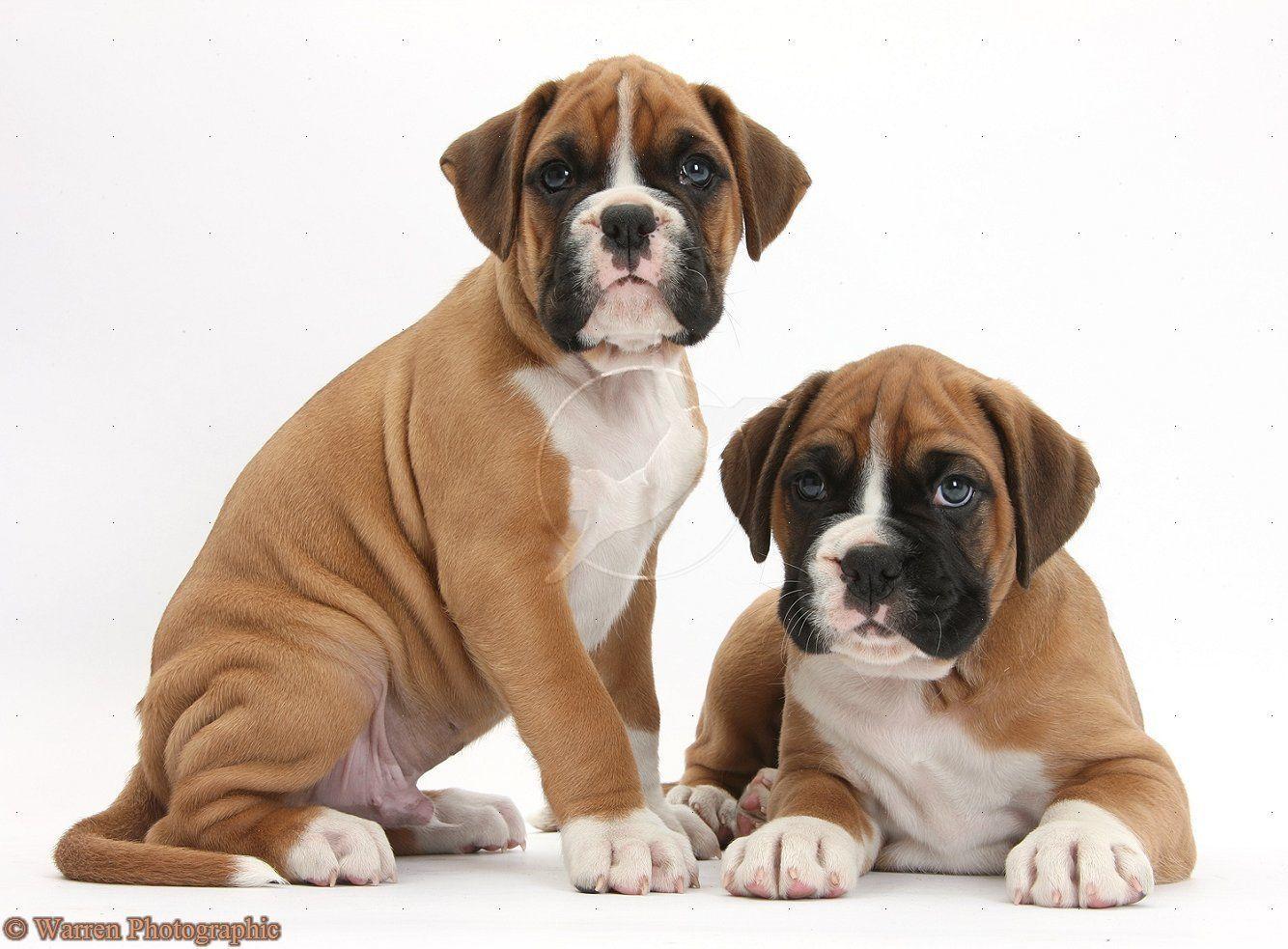 Cute Boxer Dog