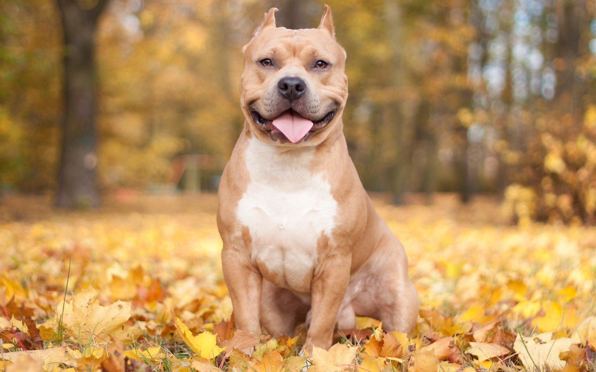 HD Nature Autumn Animals Leaves Dogs Iron Pitbull Free Background