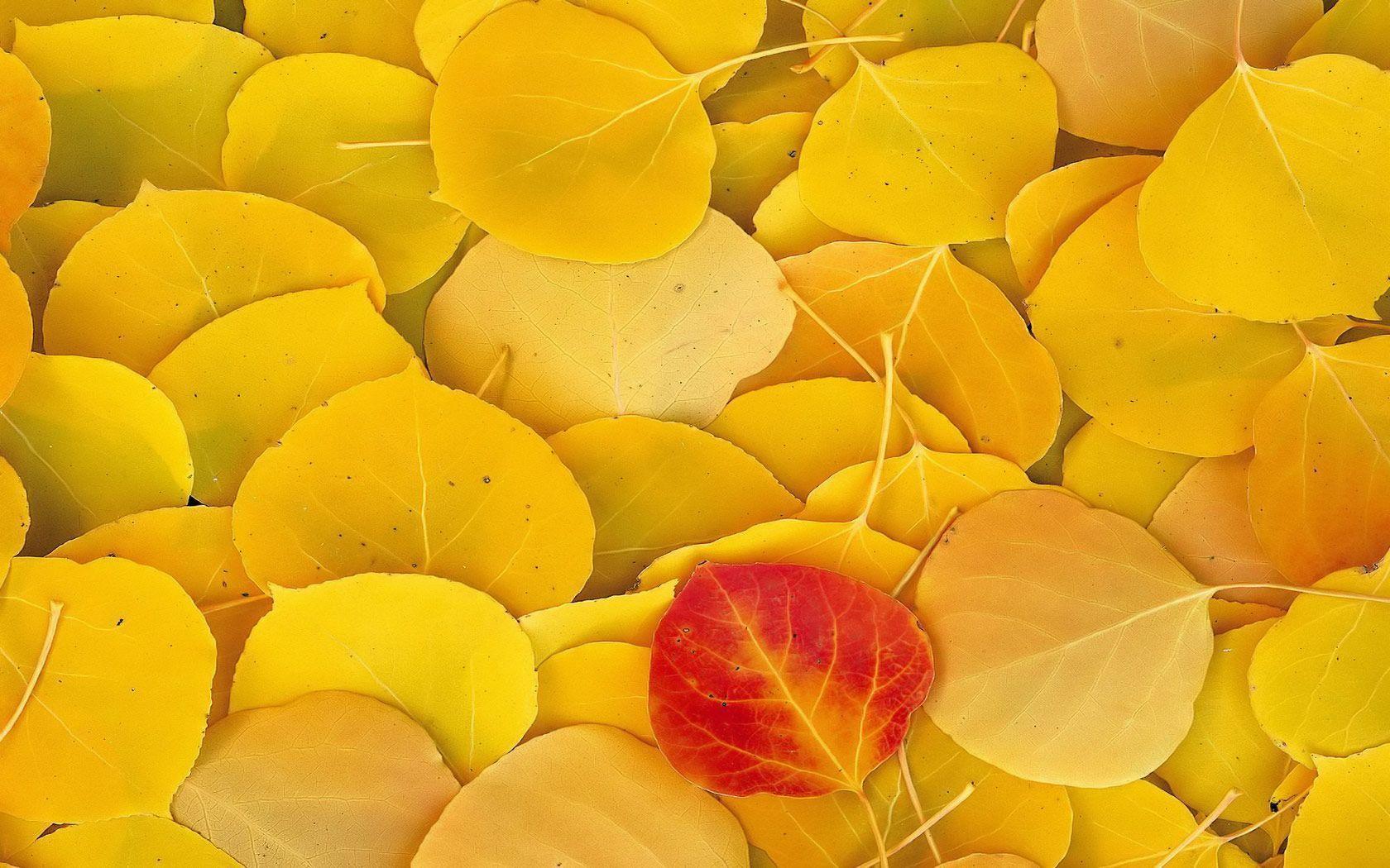 Desktop Wallpaper · Gallery · Computers · Autumn Leaves