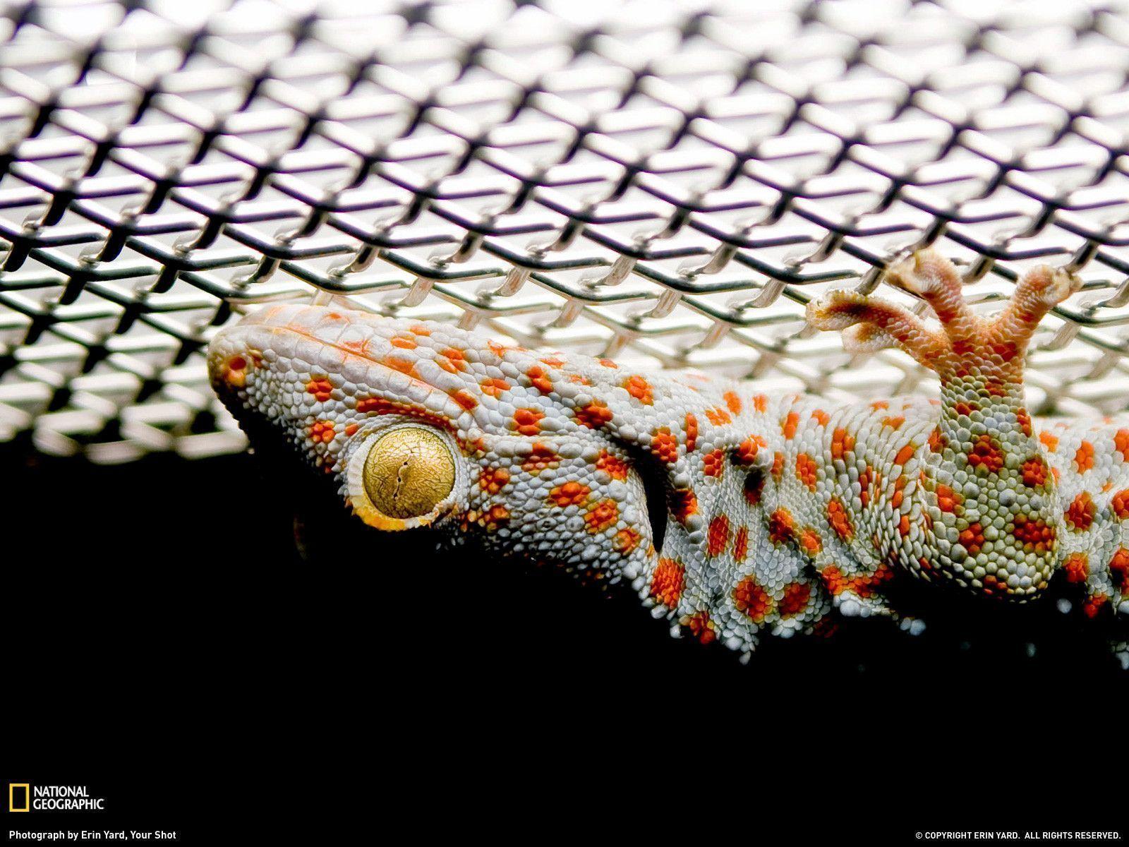 Tokay Gecko Photo, Animal Wallpaper