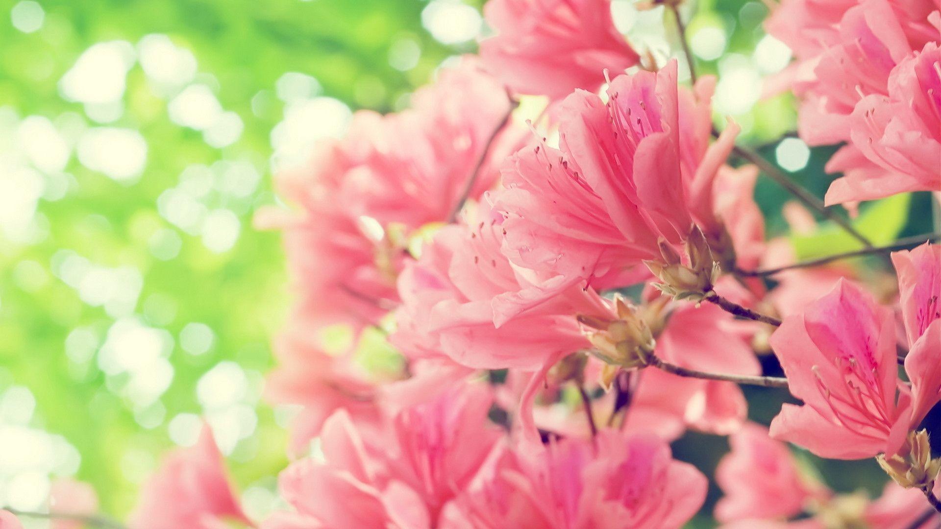 Pink Flowers Spring HD Wallpaper For Dekstop Background 40857