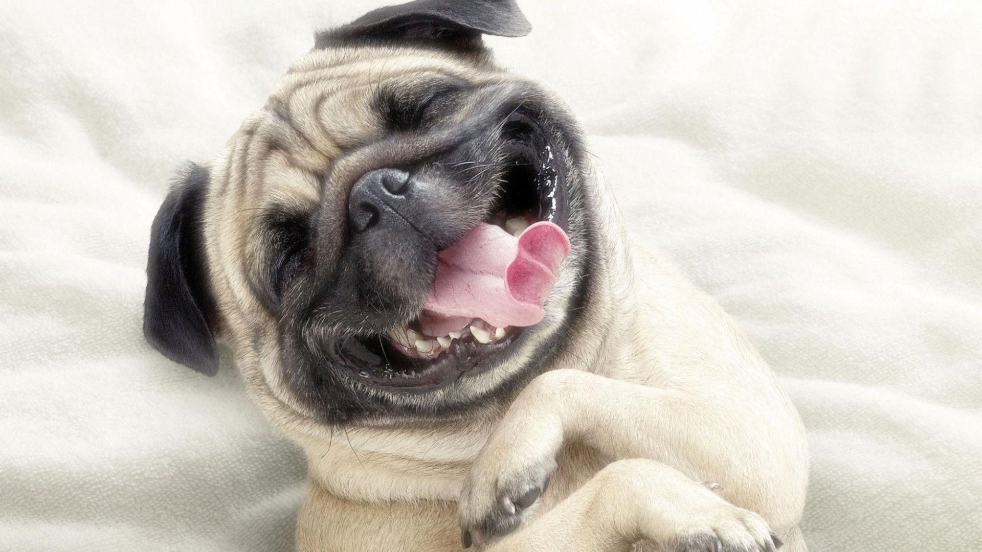 Download Pug Dog For iPhone Funny And Cute Black Pet Cat Wallpaper