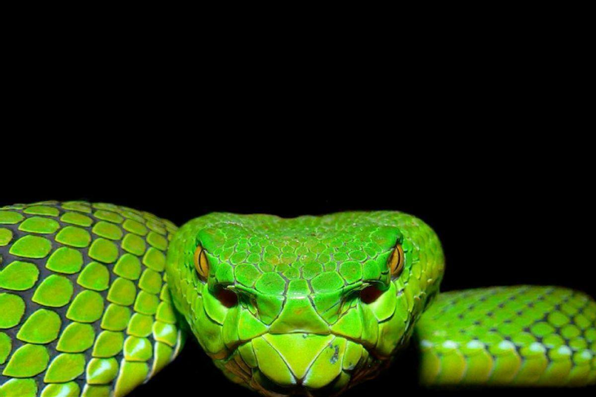 Animals For > Pit Viper Snake Wallpaper