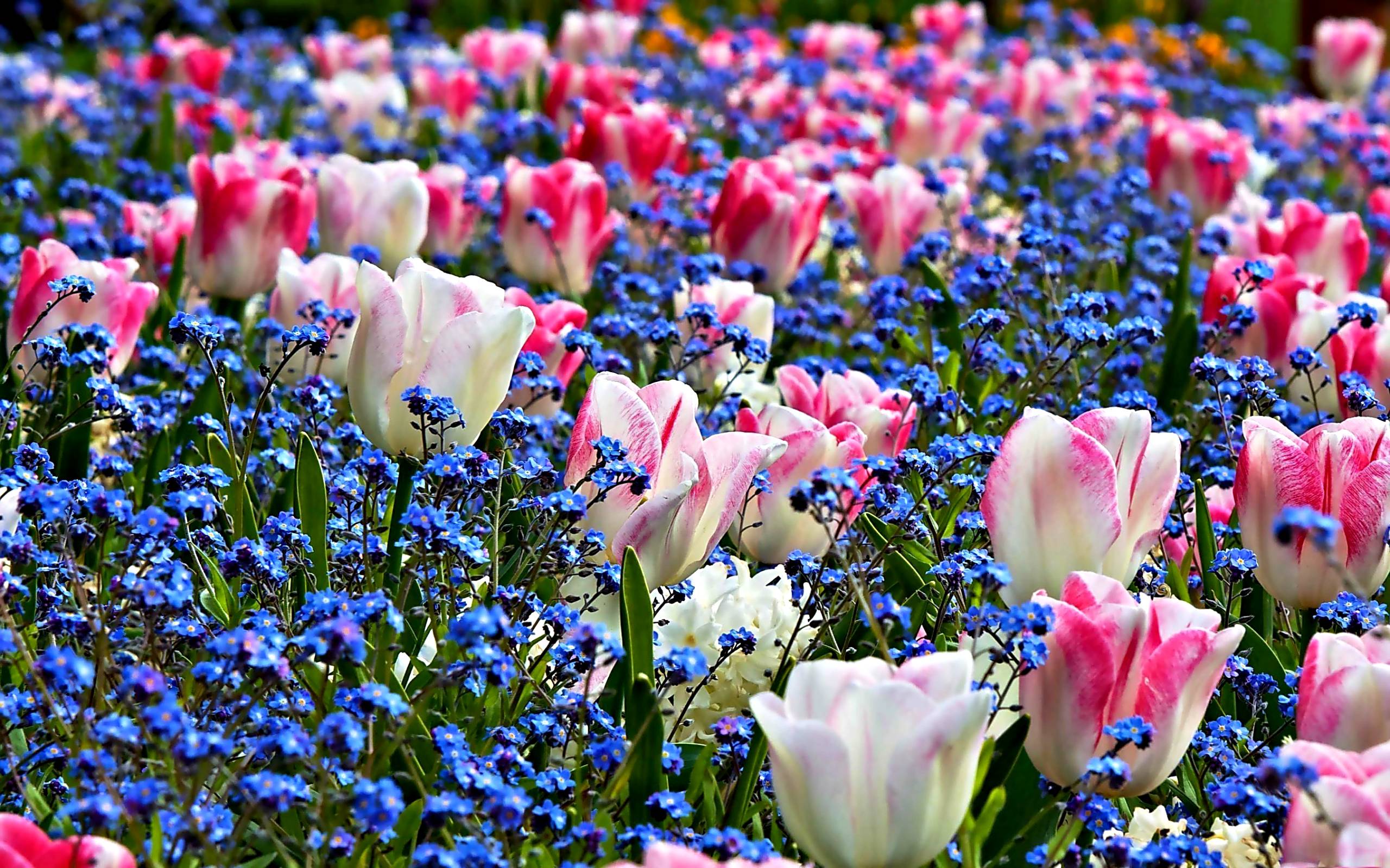 Spring Flowers Image Desktop Wallpaper