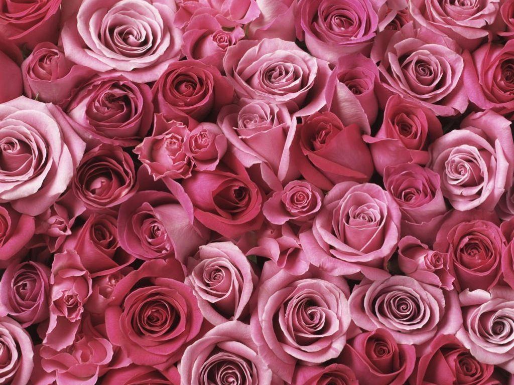 Wallpaper For > Pink Roses Wallpaper Tumblr