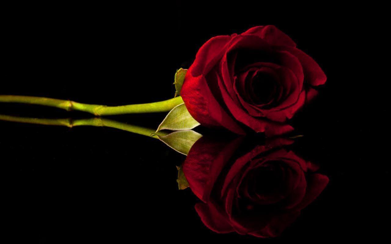 Red Rose With Black Backgrounds - Wallpaper Cave