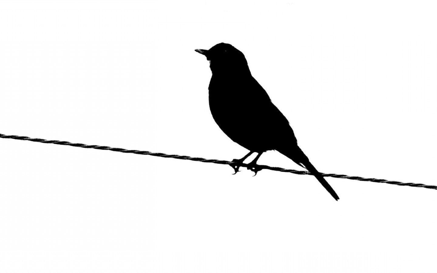Bird Silhouette in Black and White Free and Wallpaper