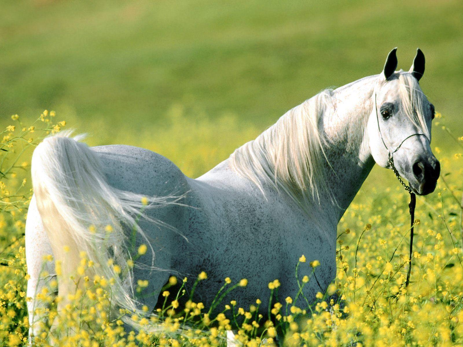 Horse Wallpaper and Background