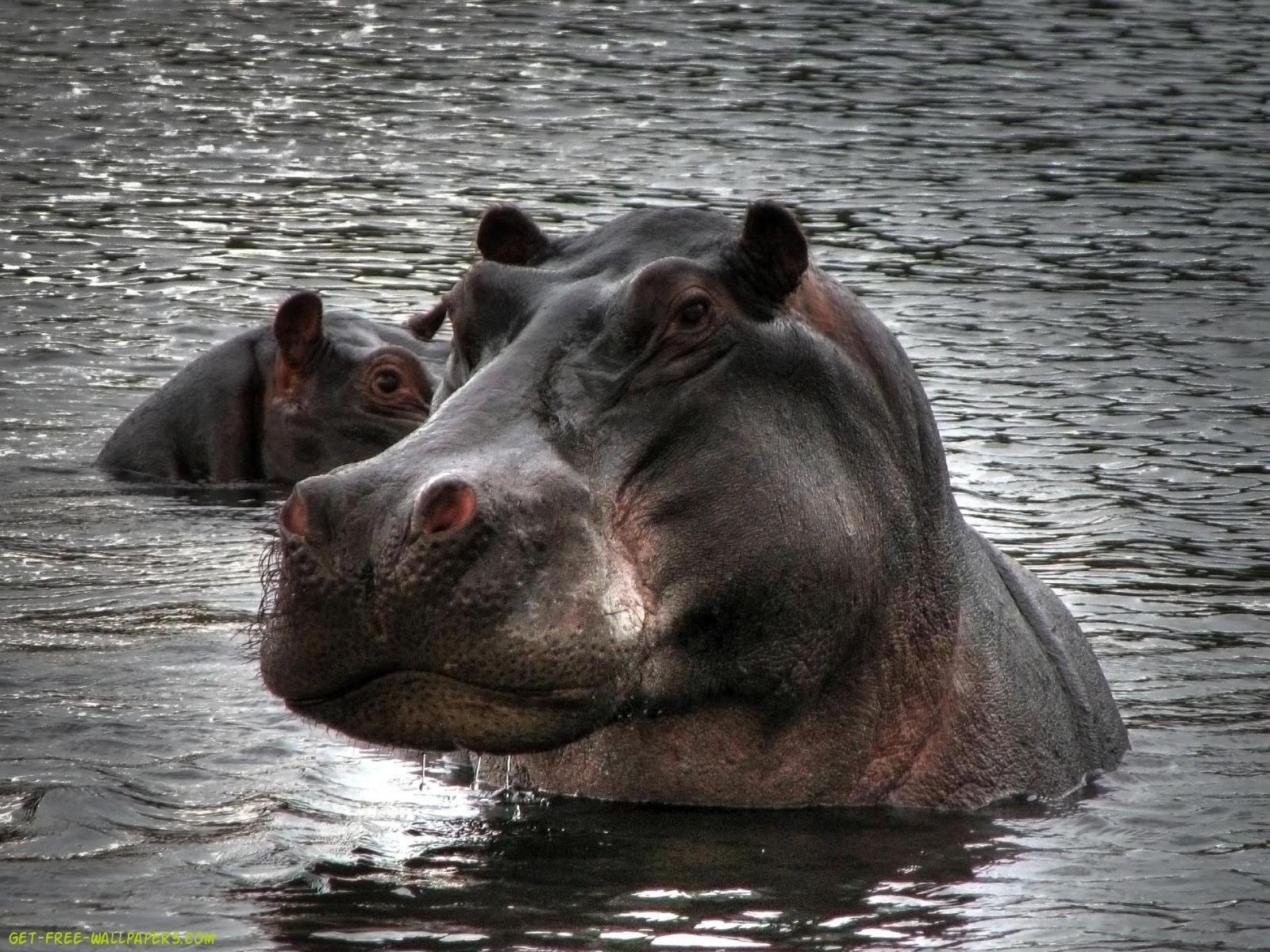 Download hippopotamus Wallpaper